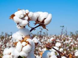 Cotton Seed